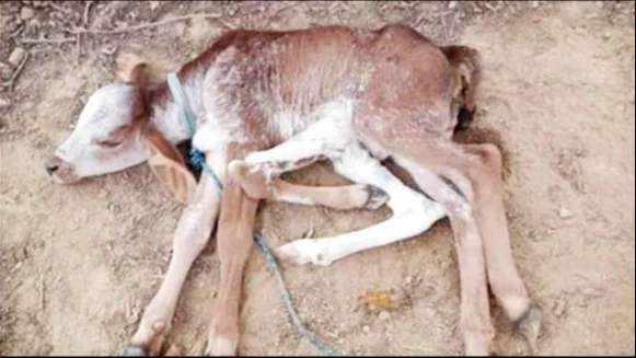 La ternerita de 6 patas nacida hace 13 días en el municipio de Comarapa. (Fotos RRSS)